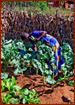 Love's Harvest- garden