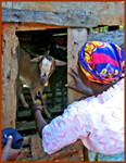 Love's Harvest- goat